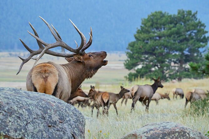 Half-Day Rocky Mountain National Park Mountains to Sky Tour - RMNPhotographer - Exploring Diverse Landscapes of RMNP