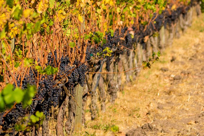 Half-Day Wine Country Tour From San Francisco - Inclusions and Restrictions