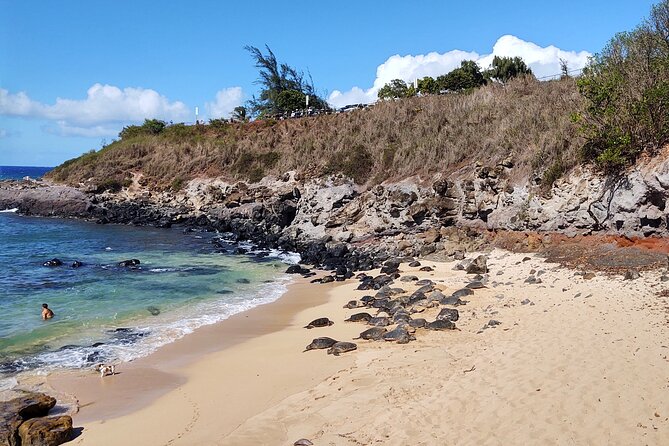 Halfway to Hana Private Tour Maui BlackBeach Waterfalls Turtles - Maui Arboretum and Painted Gum Trees