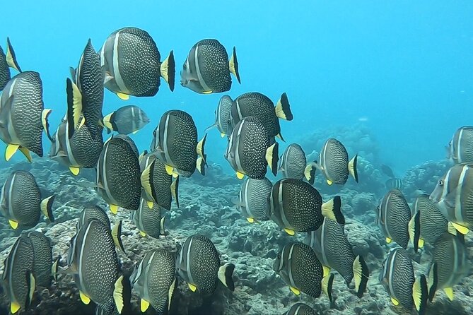 Hanauma Bay Guided Snorkeling Tour With Transportation - Safety and Equipment Provisions
