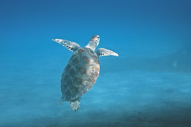 Hanauma Bay Snorkel - Customer Feedback and Experiences