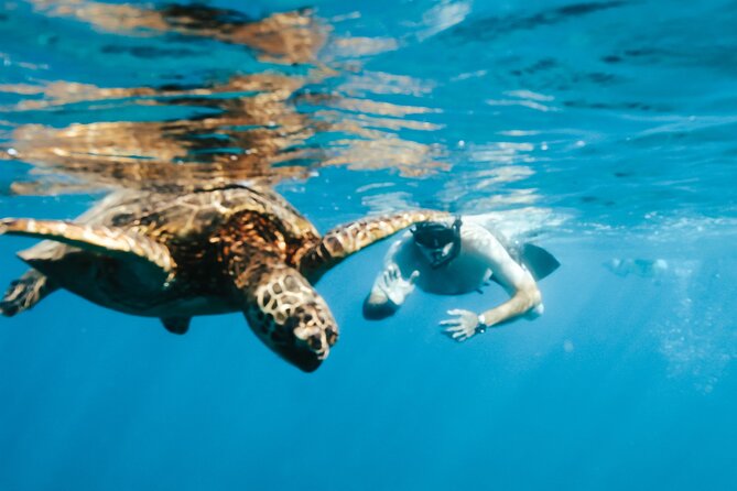 Hawaii Snorkeling With Turtles Boat Tour in Waikiki - Meeting and Transportation Logistics