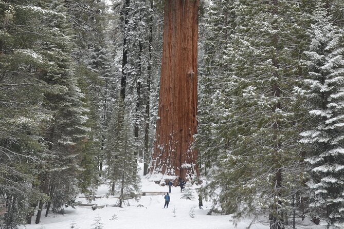 Heart of the Giant Forest Hike - Capturing Memorable Moments