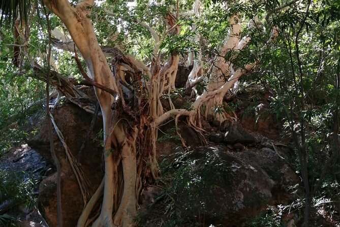 Hiking to Desert Palm Oases of San Carlos With a Biologist - Booking Information and Pricing