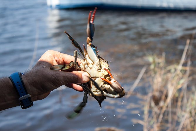 Hilton Head Crabbing Expedition Boat Cruise - Meeting Point and Logistics
