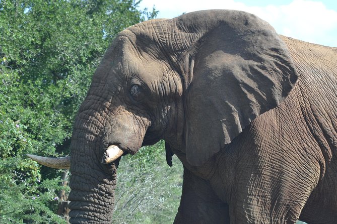 Hluhluwe Imfolozi Big 5 Safari Tour From Durban - Booking Process