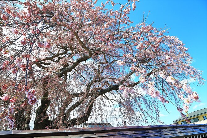 Hokkaido Hakodate Cherry Blossom 2D1N Bus Tour From Sapporo - Cancellation and Refund Policy