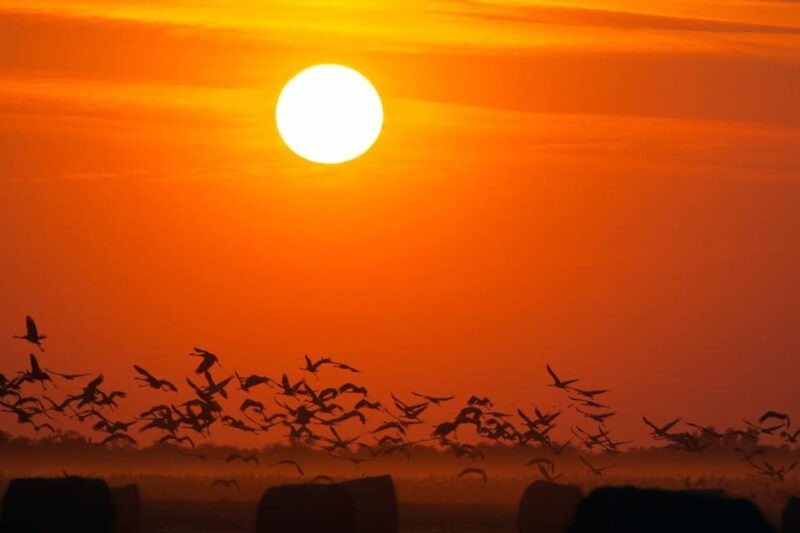 Hortobágy: Crane-watching at Dusk & Visit to the Puszta Park - Gastronomic Delights