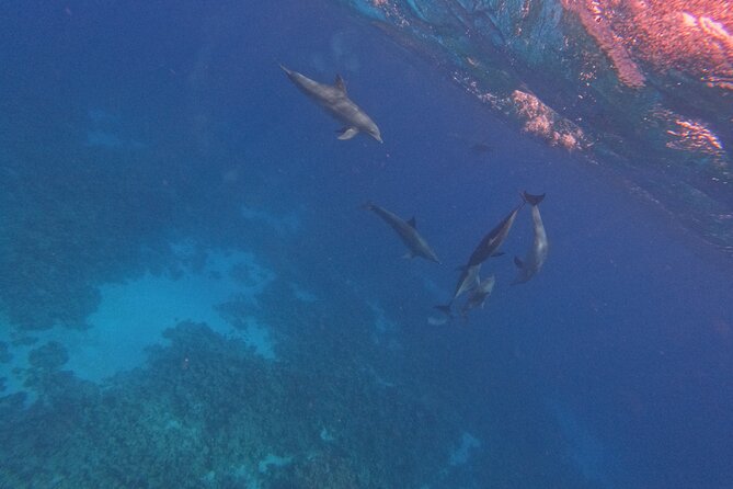 Hurghada Speedboat Dolphin Watching and Snorkeling - Pricing and Booking Details