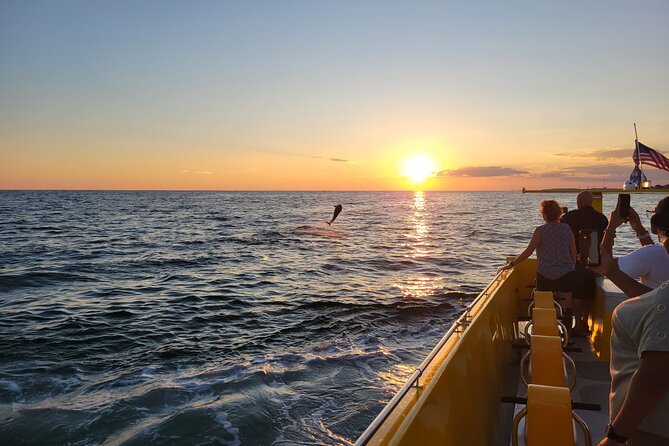 Hydro Rocket Dolphin Sightseeing Boat Tour From Destin - Highlights of the Experience