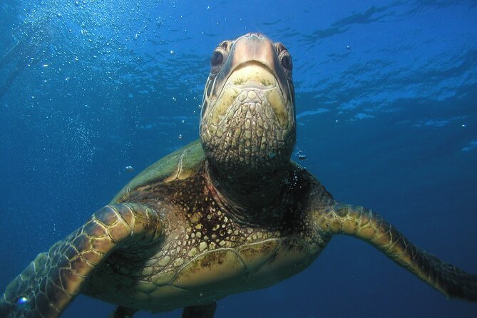 Intro Dive Kaanapali Swim Ability Required - Pricing and Transparency