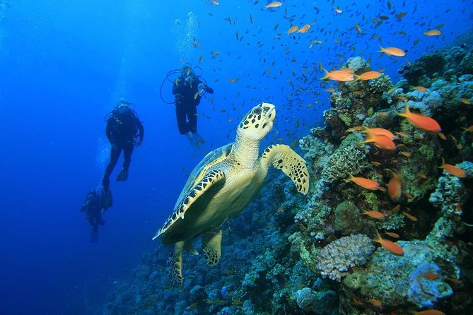 Intro Diving for Beginners - Preparing for Your Dive