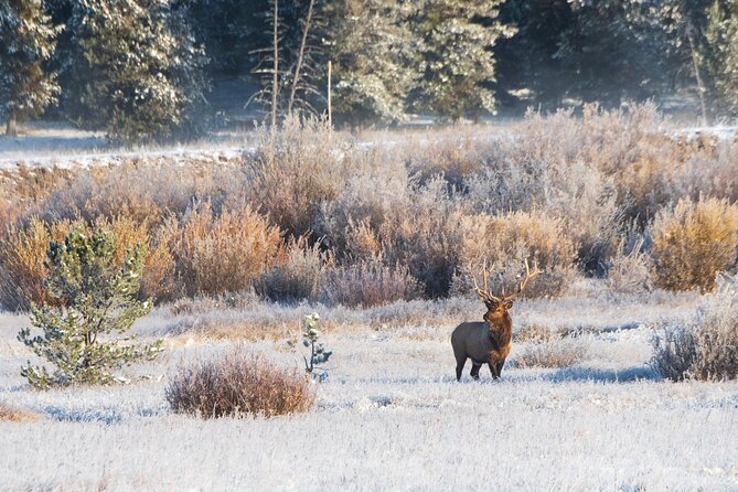 Island Park, Idaho Waterfalls and Wildlife Review - Customer Reviews and Ratings