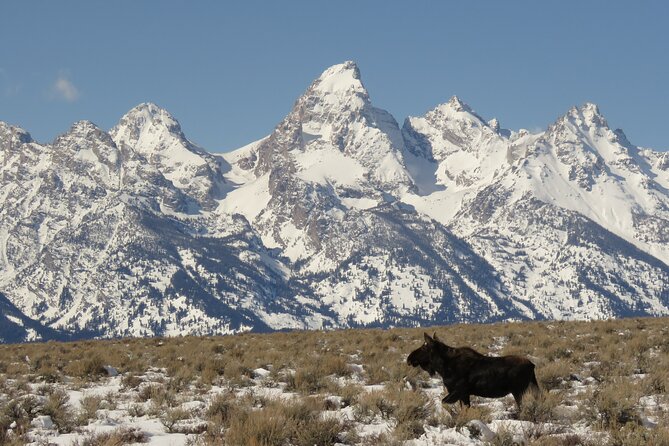 Jackson Hole & Grand Teton Park - Full-Day Wildlife Tour - Traveler Recommendations