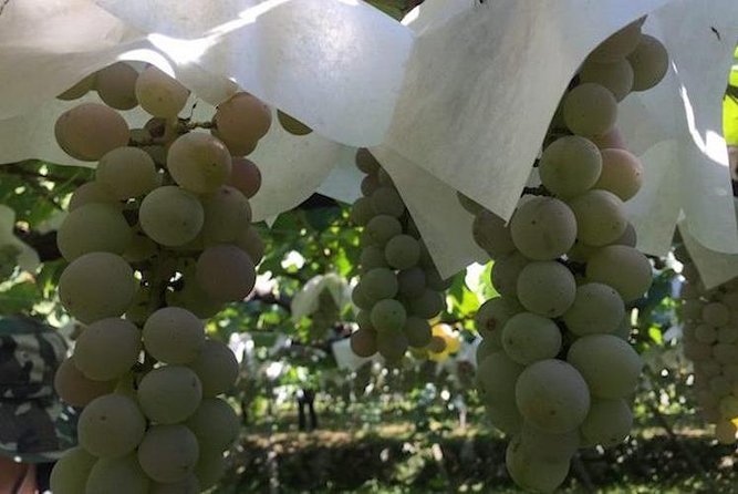 Japanese Cuisine Making Tour With Wine Experience by Yokohama Winery - Logistics and Meeting Point
