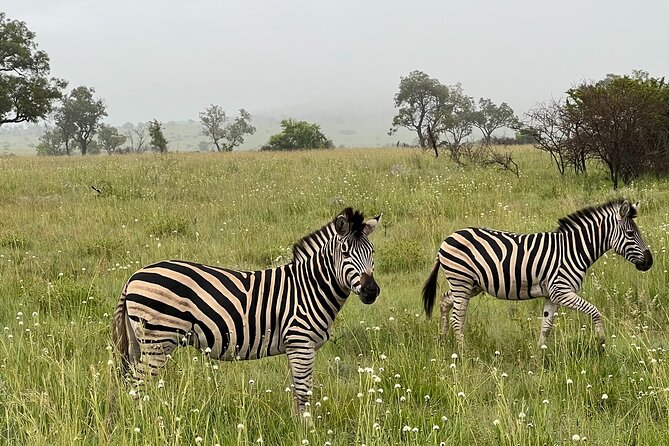 Johannesburg: Private Pilanesberg Park Game Drive Full Day Tour - Guest Experiences and Reviews