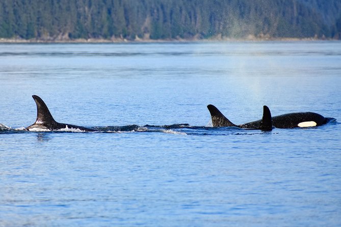 Juneau Lighthouse Tours - Whale Watching & Lighthouse Combo - Accessibility Options