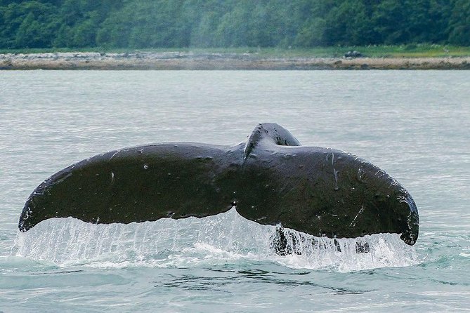 Juneau Whale Watching Adventure - Photo Opportunities