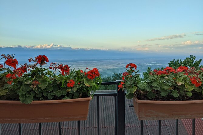 Kakheti Wine Tour - 6 Sorts of Wine Tasting Tour From Tbilisi - Pricing and Booking Information