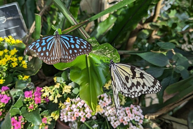 Kanazawa Temples Panoramic Landscape Views and Butterflies - Accessibility and Participation Considerations