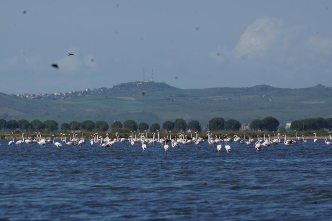 Karavasta Lagoon and Boat Trip - Daily Tour From Tirana - Booking Information
