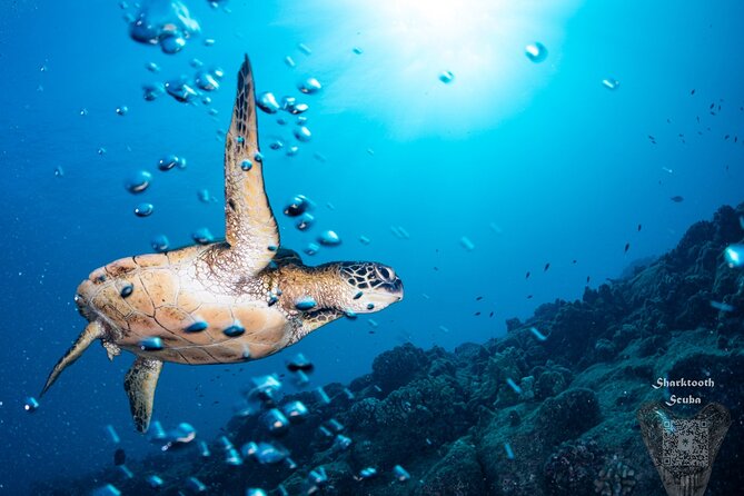 Kauai Boat Dive for Non-Certified Scuba Divers - Highlights of the Boat Dive Activity