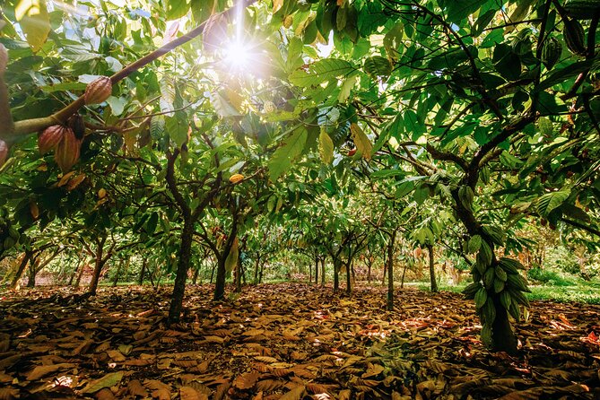 Kauai Chocolate Farm Tasting Tour - Tour Duration, Group Size, and Cost