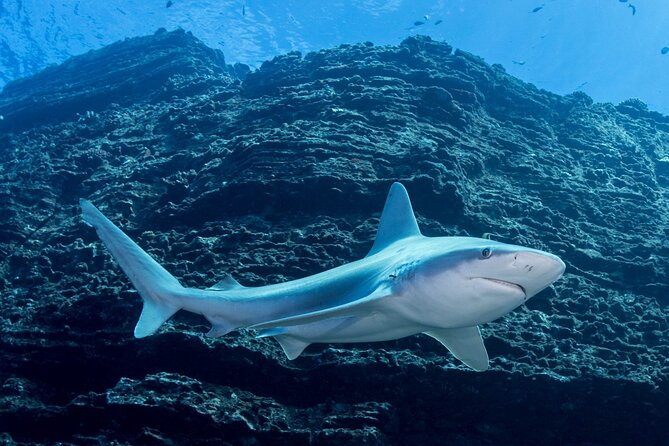 Kauais Exclusive Morning Scuba Charter for Experienced Divers - Dive Site Highlights