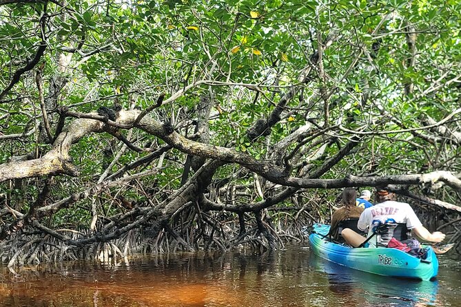 Kayak Through Mangrove Forests Review - Convenience and Booking Process
