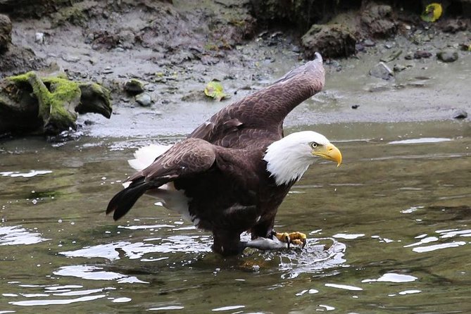 Ketchikan All In One - Wildlife and Cultural Experiences