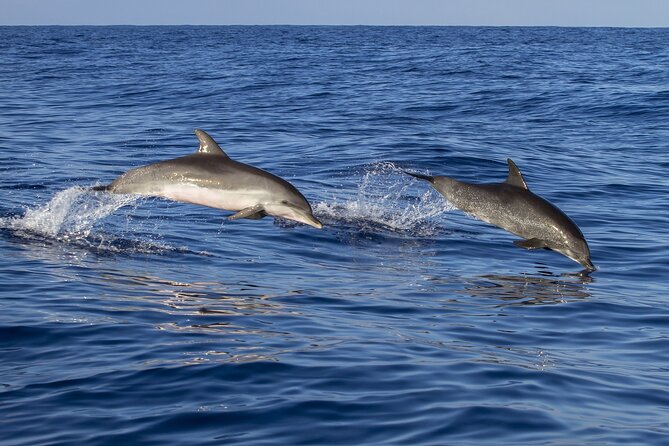 Key West Dolphin Watching and Snorkeling With Beer and Wine From Miami - Common Customer Complaints