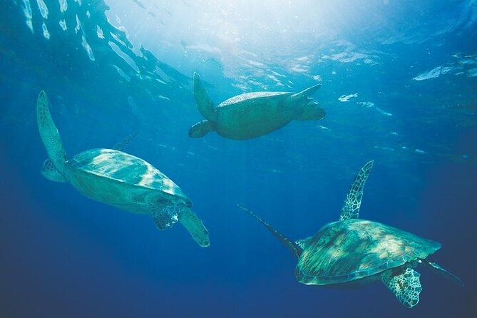 Kona Coastline Escape: Sail With Dolphins & Turtles on Honi Olani - Meeting Point and Boarding Information