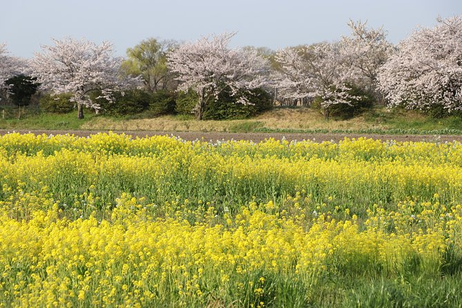 Kyoto Country Side Scooter Tour - Accessibility