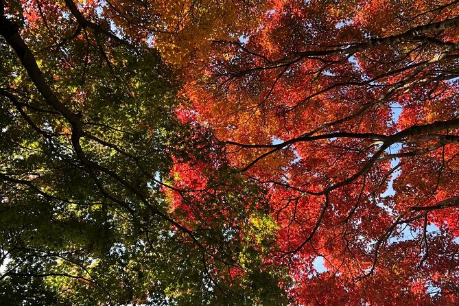 Kyushu Highlights Tour Temples Hot Springs and Anime Adventure - Transportation and Accessibility
