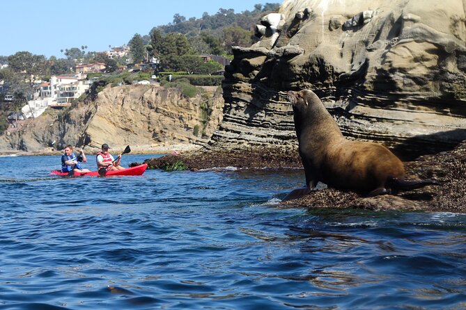 La Jolla Kayak Rental - Wildlife Spotting Opportunities