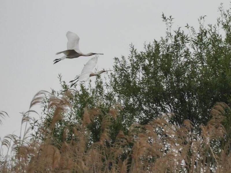 Lake Tisza: Boat Trip in the Bird Paradise - Bird Species to Spot