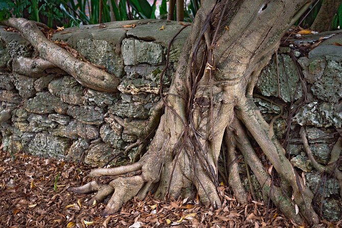 Lil Bahamas Coconut Grove Tour - Tips for Travelers