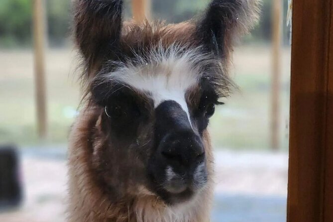 Llama Encounter at ShangriLlama Castle! - Customer Reviews