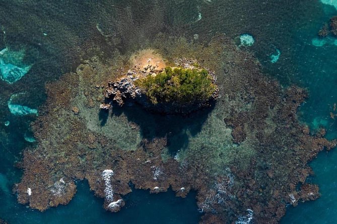 Los Haitises National Park Private Boat Trip Caves and Mangroves - Native Plant and Animal Species