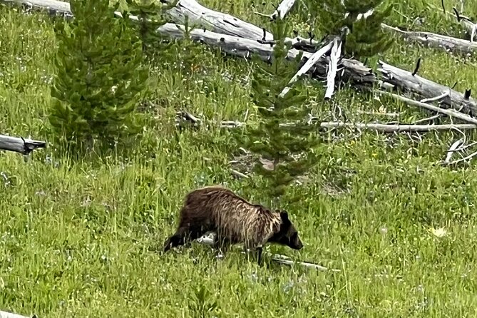 Luxury Grand Loop Tour of Yellowstone National Park - Pickup and Transportation Options