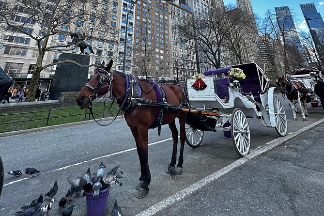 Luxury Horse and Carriage Tours in Central Park - Reviews