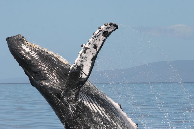 Malolo Whale Watch Cruise Review - Whale Sighting Experiences