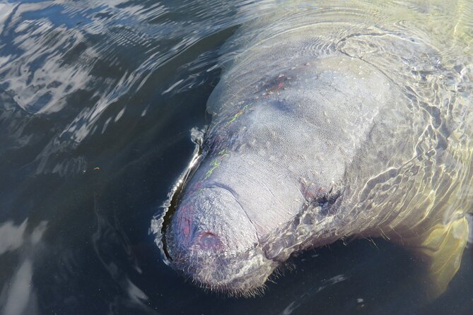 Manatee Discovery Kayak Tour for Small Groups Near Orlando - Why Choose This Tour