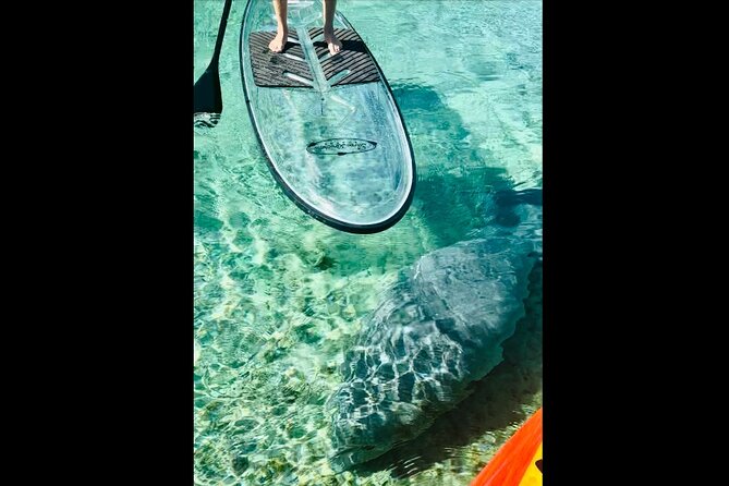 Manatees, Monkeys and Florida Natural Spring Adventure Tour - Encountering Manatees in Their Natural Habitat