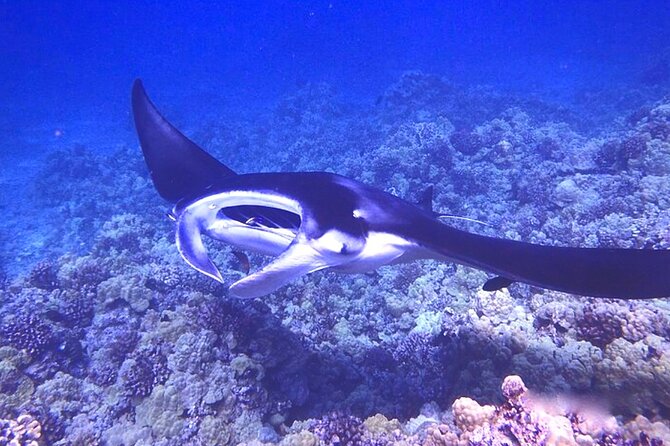 Manta Ray Night Snorkeling Adventure in Kailua-Kona - Pricing and Booking