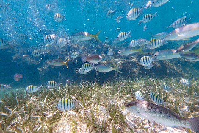 Marinarium Snorkeling Cruise From Bayahibe - Exploring the Marine Life
