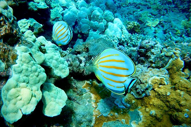 Marine Biologist Guided Snorkel Tour From Shore With Photos - Customer Experiences
