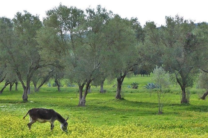 Marrakech Outdoorsy Tour - Booking Process