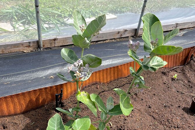 Maui Butterfly Garden - Unique Features and Attractions