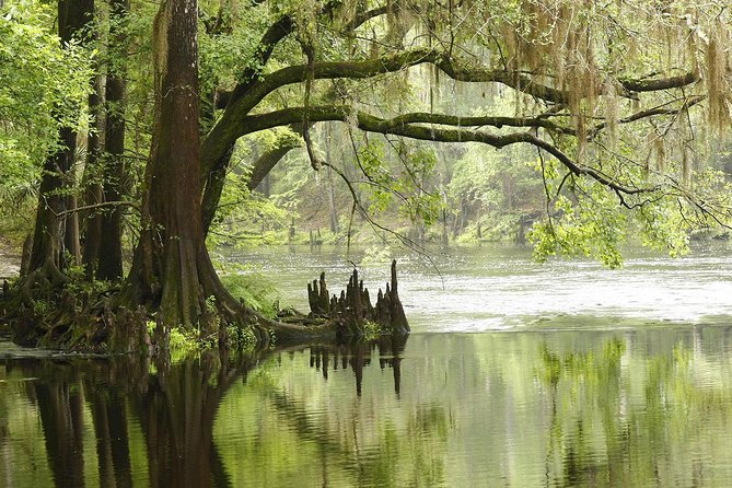 MIAMI: Everglades Airboat, Gator Wildlife Show With Roundtrip Bus - Recommendations for Optimal Experience